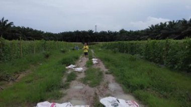 Petrol palmiyesi tarlasında kumlu yolda İHA uçuran bir adamın hava görüntüsü.. 
