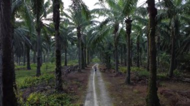 Petrol palmiyesi tarlasında kumlu yolda İHA uçuran bir adamın hava görüntüsü.. 