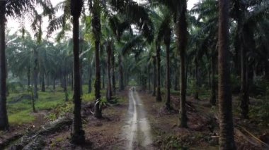 Petrol palmiyesi tarlasında kumlu yolda İHA uçuran bir adamın hava görüntüsü.. 