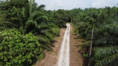 Petrol palmiyesi tarlasında kumlu yolda İHA uçuran bir adamın hava görüntüsü.. 