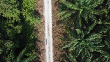 Petrol palmiyesi tarlasında kumlu yolda İHA uçuran bir adamın hava görüntüsü.. 