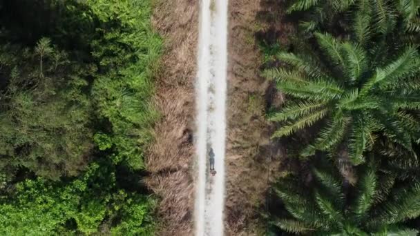 Aerial Scene Man Flying Drone Rural Sandy Pathway Oil Palm — Stock Video