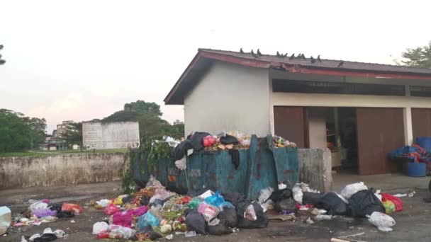 Perak Malaysia 2023 Scavenger Kråker Vandrer Rundt Den Offentlige Søppelcontaineren – stockvideo