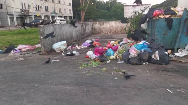 Perak Malezya Mart 2023 Çöplükte Gezen Leş Kargaları Koh Şehrinin — Stok video