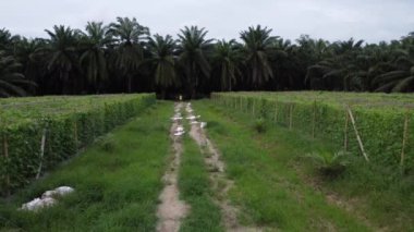 Adam kabak tarlalarındaki patikada İHA 'sıyla hızlı çekim yapıyor.