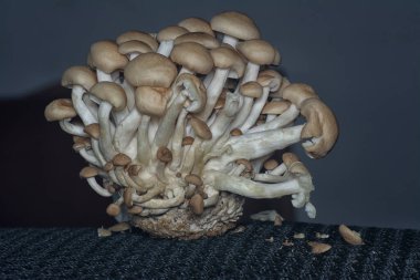 Küme istiridye mantarlarının yakın çekimi.