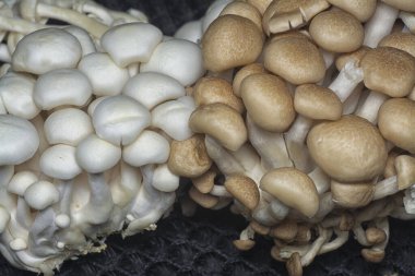 Küme istiridye mantarlarının yakın çekimi.