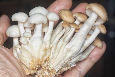 Küme istiridye mantarlarının yakın çekimi.