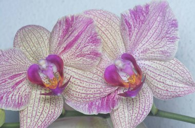 Phalaenopsis Yu-Pin Havai fişekleri Büyük Dudaklı Güve Orkidesinin yakın çekimi.