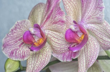 Phalaenopsis Yu-Pin Havai fişekleri Büyük Dudaklı Güve Orkidesinin yakın çekimi.