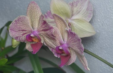 Phalaenopsis Yu-Pin Havai fişekleri Büyük Dudaklı Güve Orkidesinin yakın çekimi.