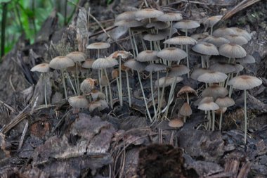 Çürüyen gövdeden çıkan psathyrellaceae mantarları.  