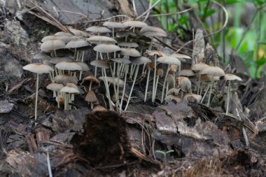 Çürüyen gövdeden çıkan psathyrellaceae mantarları.  