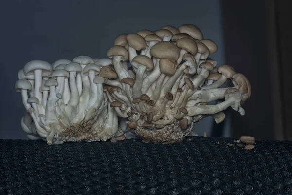 Colpo Ravvicinato Dei Funghi Conchiglia Grappolo — Foto Stock