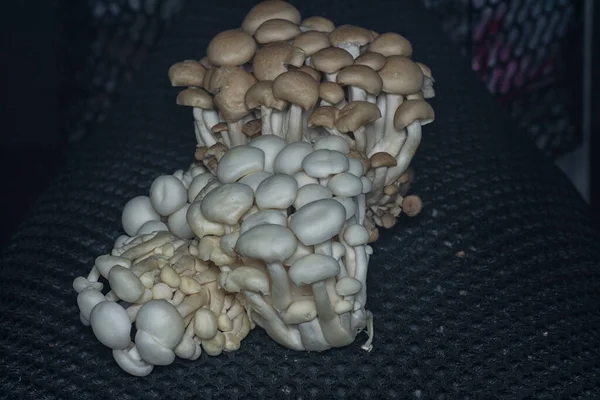 Close Shot Cluster Clamshell Mushrooms — Stock Photo, Image