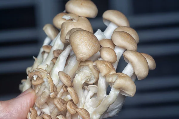 Close Shot Cluster Clamshell Mushrooms — Stock Photo, Image