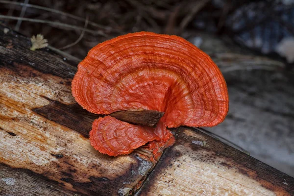 stock image close shot of the cinnabar polypore fungus