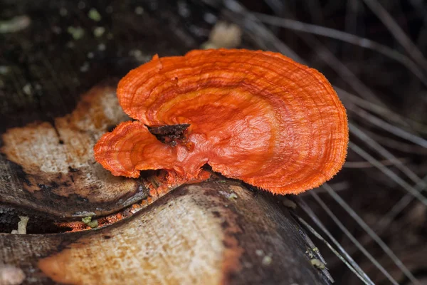 Cinnabar Polipore Mantarının Yakın Çekimi — Stok fotoğraf
