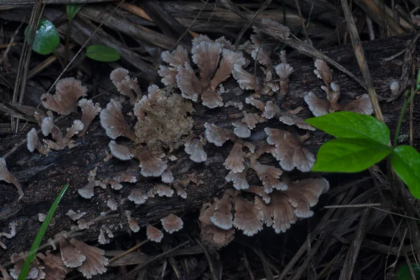 Wild Funnel Fan Shaped Mushrooms Dead Wood — Stock Photo, Image