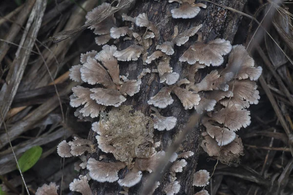 Cogumelos Forma Leque Funil Selvagens Madeira Morta — Fotografia de Stock