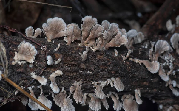 Cogumelos Forma Leque Funil Selvagens Madeira Morta — Fotografia de Stock