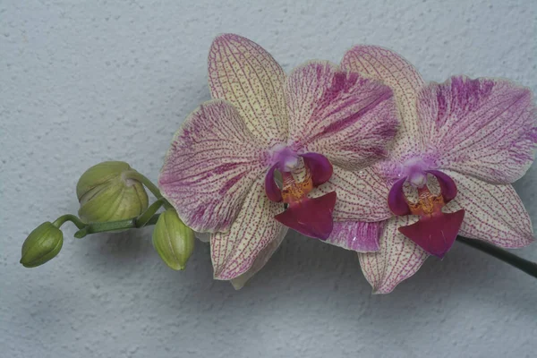 Nahaufnahme Der Phalaenopsis Pin Fireworks Big Lip Moth Orchidee — Stockfoto