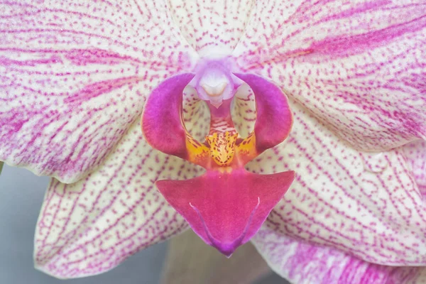 Κοντινή Λήψη Της Phalaenopsis Pin Πυροτεχνήματα Big Lip Moth Orchid — Φωτογραφία Αρχείου