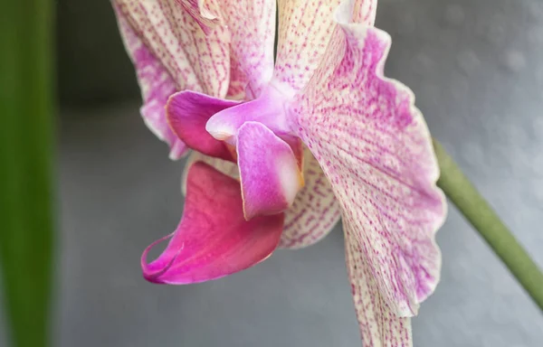 Nahaufnahme Der Phalaenopsis Pin Fireworks Big Lip Moth Orchidee — Stockfoto