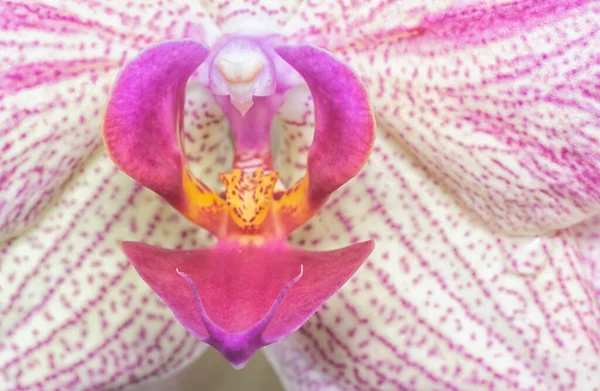 Phalaenopsis Pin Havai Fişekleri Büyük Dudaklı Güve Orkidesinin Yakın Çekimi — Stok fotoğraf
