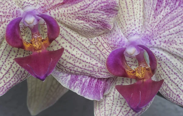Tiro Próximo Phalaenopsis Pin Fogos Artifício Orquídea Traça Lábios Grandes — Fotografia de Stock