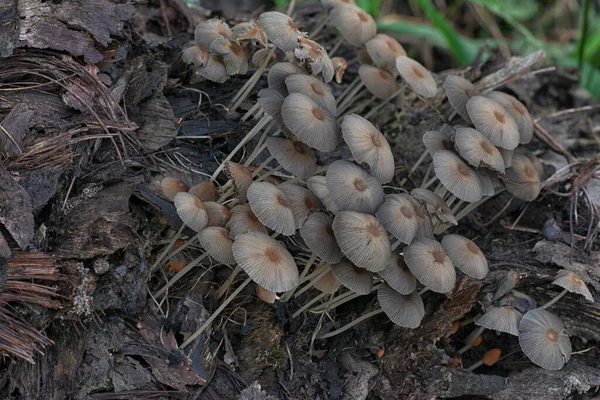 Psathyrellaceae Pilze Sprießen Aus Dem Morschen Stamm — Stockfoto