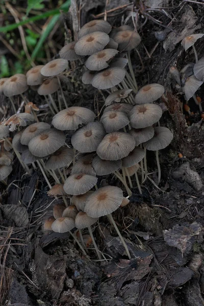 Psathyrellaceae Pilze Sprießen Aus Dem Morschen Stamm — Stockfoto