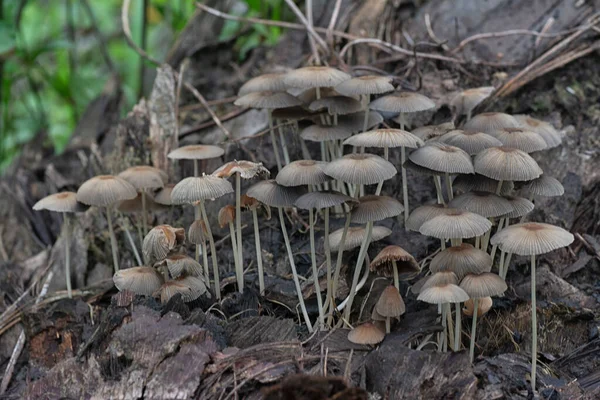 Cogumelos Psathyrellaceae Que Brotam Tronco Decomposição — Fotografia de Stock