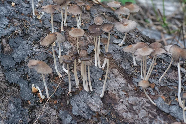 Cogumelos Psathyrellaceae Que Brotam Tronco Decomposição — Fotografia de Stock