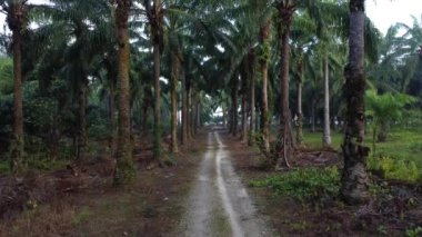 İHA 'nın petrol palmiyesi çiftliğindeki kırsal yolda süzüldüğünü gösteren görüntüler.. 