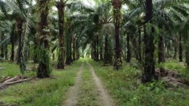 İHA 'nın petrol palmiyesi çiftliğindeki kırsal yolda süzüldüğünü gösteren görüntüler.. 