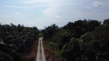İHA 'nın petrol palmiyesi çiftliğindeki kırsal yolda süzüldüğünü gösteren görüntüler.. 
