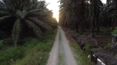 İHA 'nın petrol palmiyesi çiftliğindeki kırsal yolda süzüldüğünü gösteren görüntüler.. 