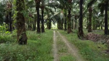 İHA 'nın petrol palmiyesi çiftliğindeki kırsal yolda süzüldüğünü gösteren görüntüler.. 