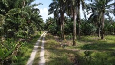 İHA 'nın petrol palmiyesi çiftliğindeki kırsal yolda süzüldüğünü gösteren görüntüler.. 