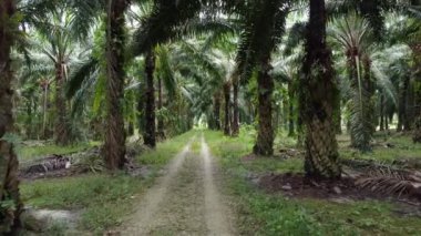 İHA 'nın petrol palmiyesi çiftliğindeki kırsal yolda süzüldüğünü gösteren görüntüler.. 