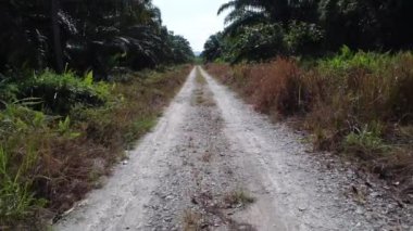 İHA 'nın petrol palmiyesi çiftliğindeki kırsal yolda süzüldüğünü gösteren görüntüler.. 