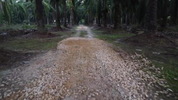 Nagranie Drona Unoszącego Się Wzdłuż Szlaku Wiejskiego Plantacji Palmy Olejowej — Wideo stockowe