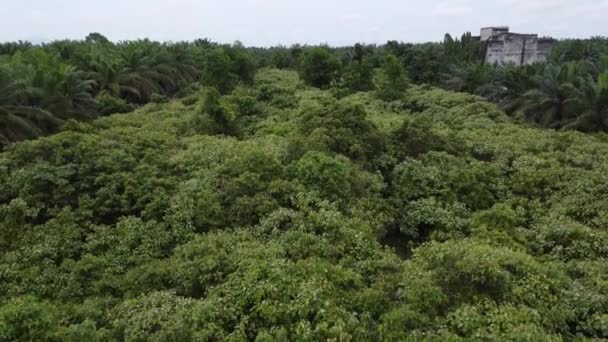 Footage Drone Hovering Trees Top Isolated Distance Town — Stock Video