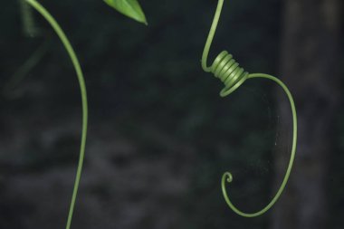 Yeşil sürünen filizin yakın çekimi.