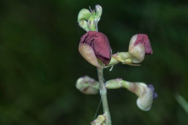 Makroptilium latiroides ot çiçeğinin yakın çekimi
