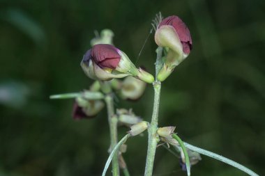 Makroptilium latiroides ot çiçeğinin yakın çekimi
