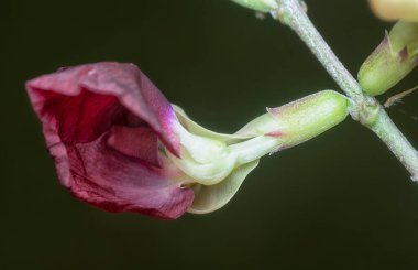 Makroptilium latiroides ot çiçeğinin yakın çekimi