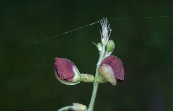 マクロプチウム ラチロイドの雑草の花の終わりのショット — ストック写真