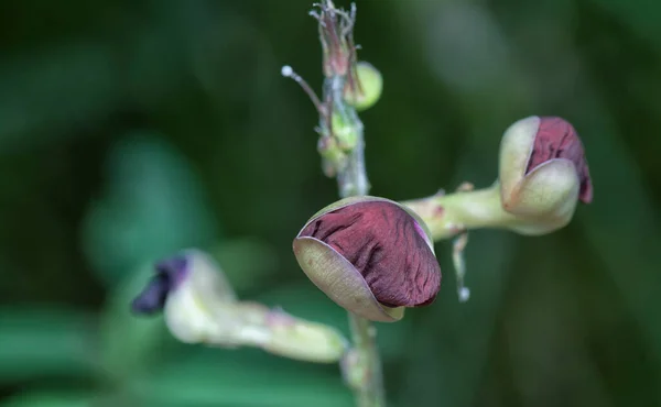 Makroptilium Latiroides Çiçeğinin Yakın Çekimi — Stok fotoğraf